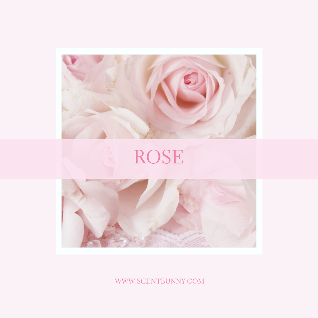 understanding rose fragrance —a complex floral scent with fresh, sweet, spicy, and green notes. Explore its varieties, uses, and timeless allure in perfumery.