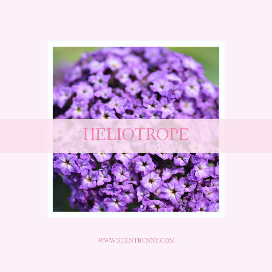 What Does Helotrope Smell Like? Exploring the Powdery, Sweet, and Floral Fragrance Note