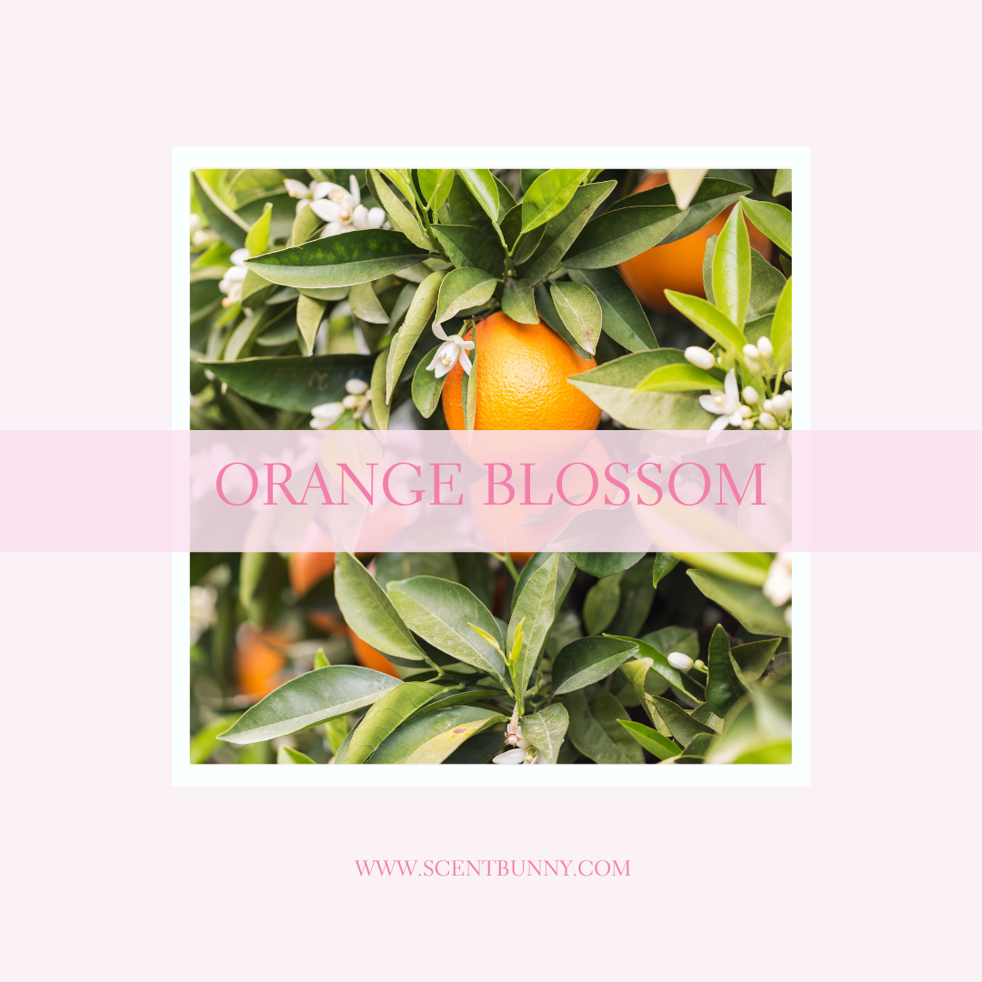 What Does Orange Blossom Smell Like?" blog: