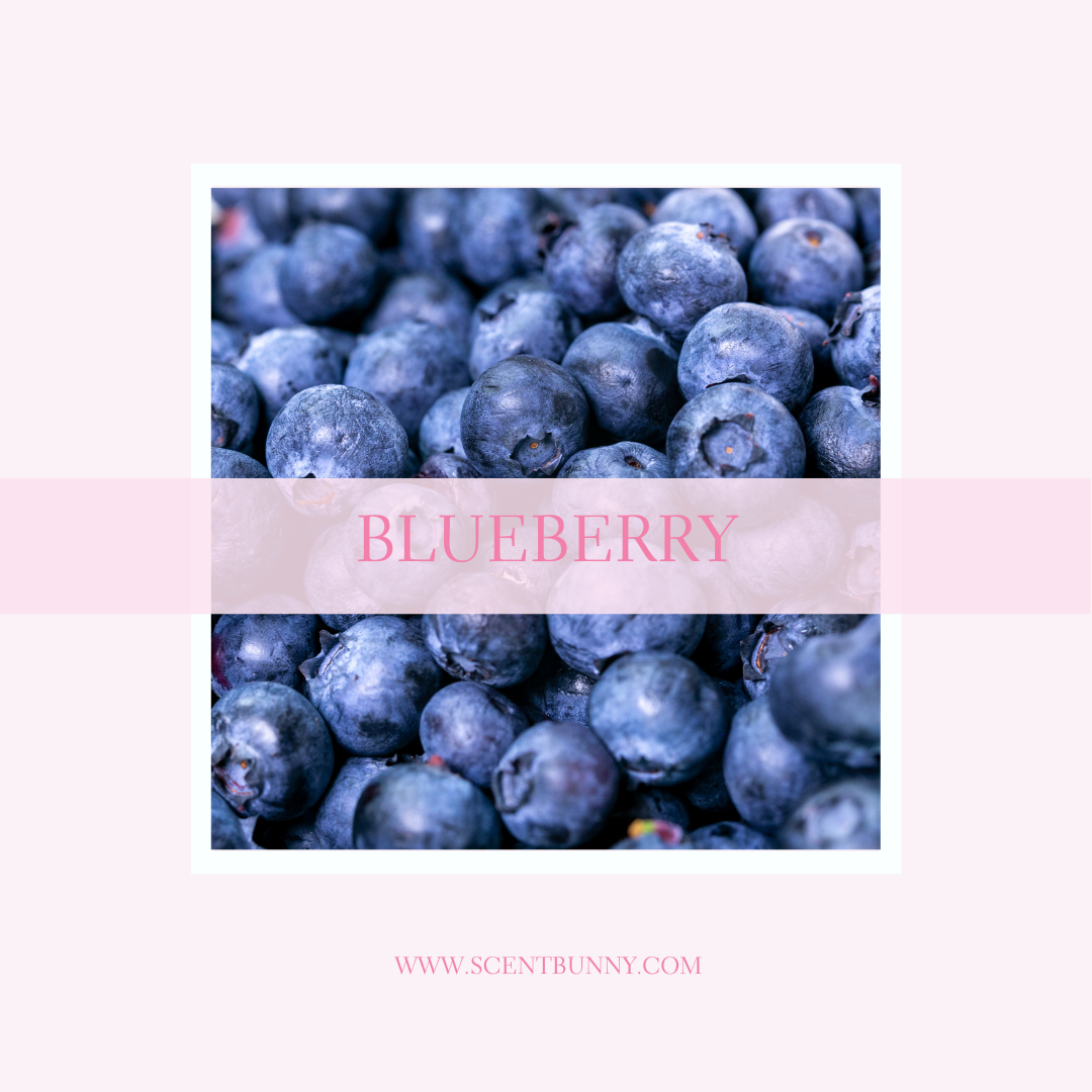 Blueberry Fragrance Notes Collection – Scent Bunny